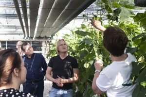 rondleiding komkommerkwekerij